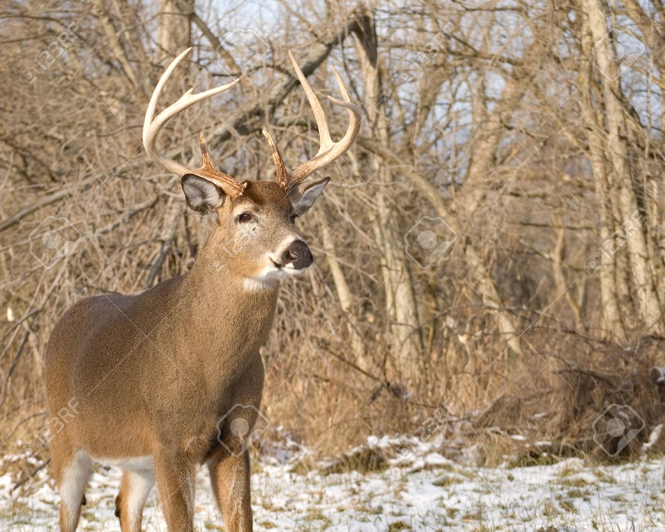 deer hunt essay Does hunting help or hurt the environment the answer to this question depends on who is asked. deer hunt essay Does hunting help or hurt the environment the answer to this question depends on who is asked.
