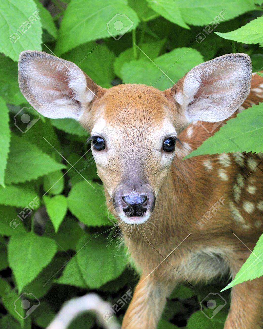 茂みに立って Whitetail シカ子鹿 の写真素材 画像素材 Image 茂みに立って Whitetail シカ子鹿 の写真素材 画像素材 Image