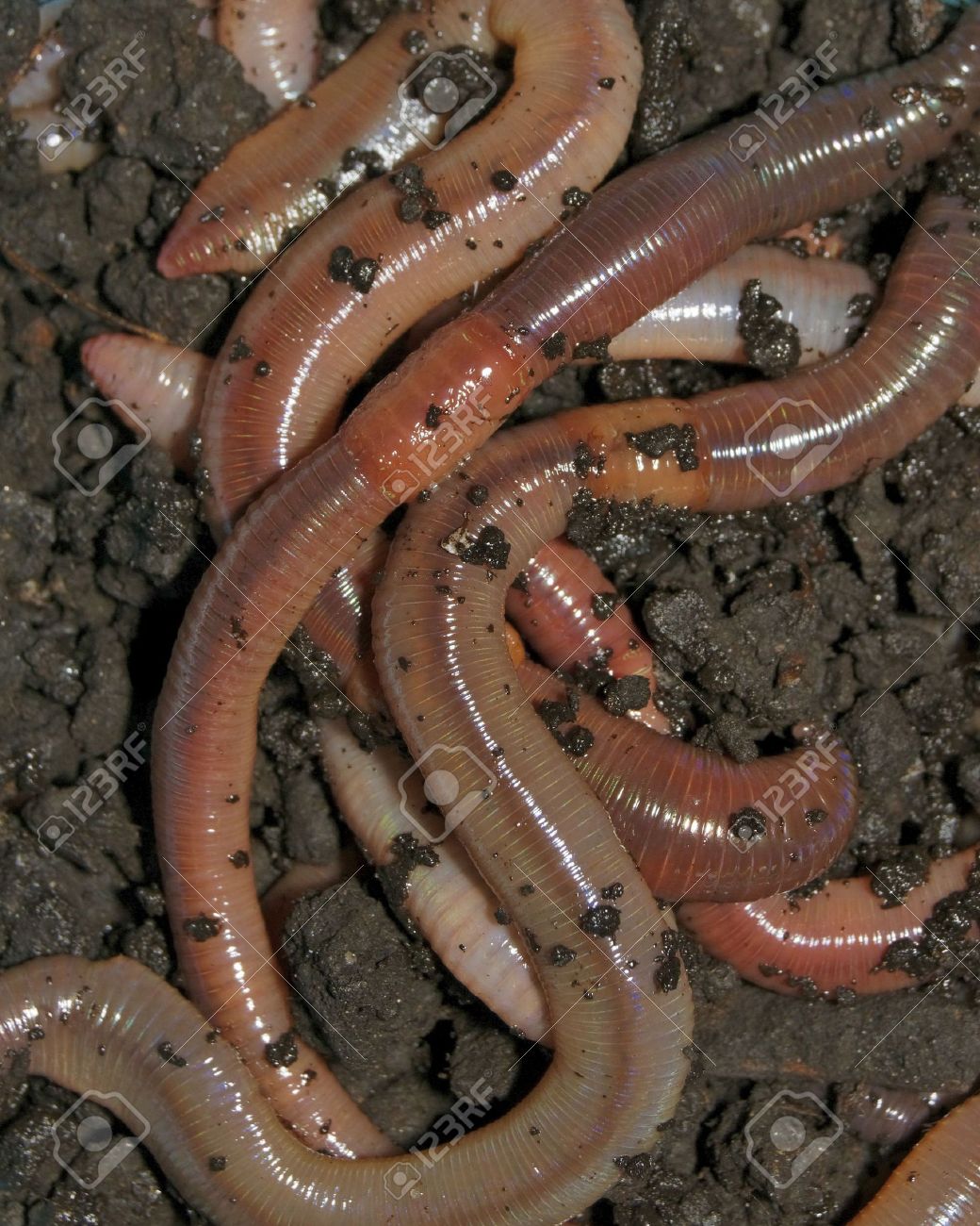 Worms Fishing Bait Deanlevin intended for Types Of Fishing Bait Worms Worms Fishing Bait Deanlevin intended for Types Of Fishing Bait Worms