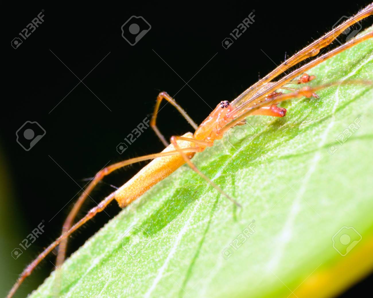 etiam-dictum-ipsum-a-felis