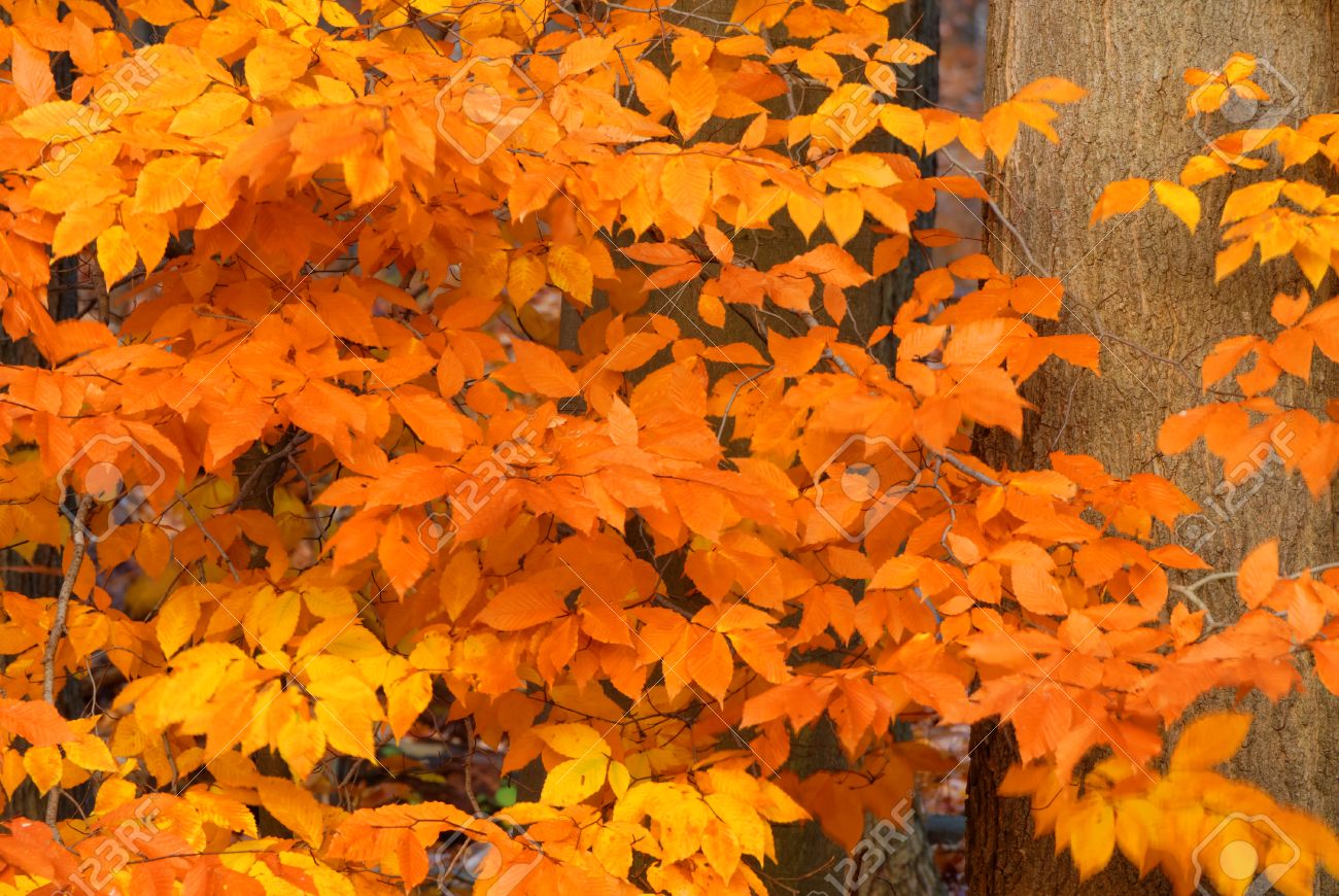 アメリカのブナの木自然背景秋の終わりのニューヨーク州西部の初冬 の写真素材 画像素材 Image