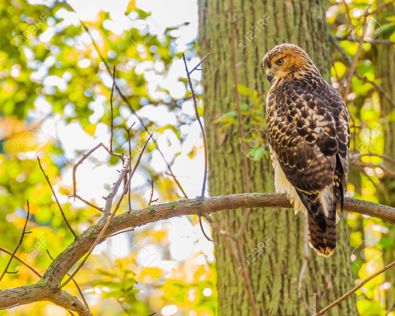Red-tailed Hawk Perched On Tree Branch. Stock Photo, Picture and Royalty  Free Image. Image 31368101.