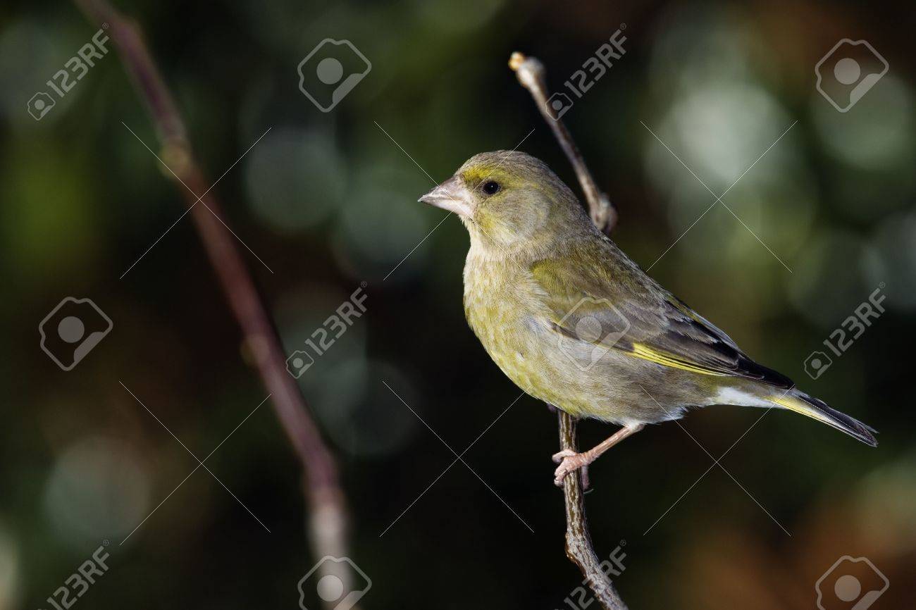 etiam-dictum-ipsum-a-felis