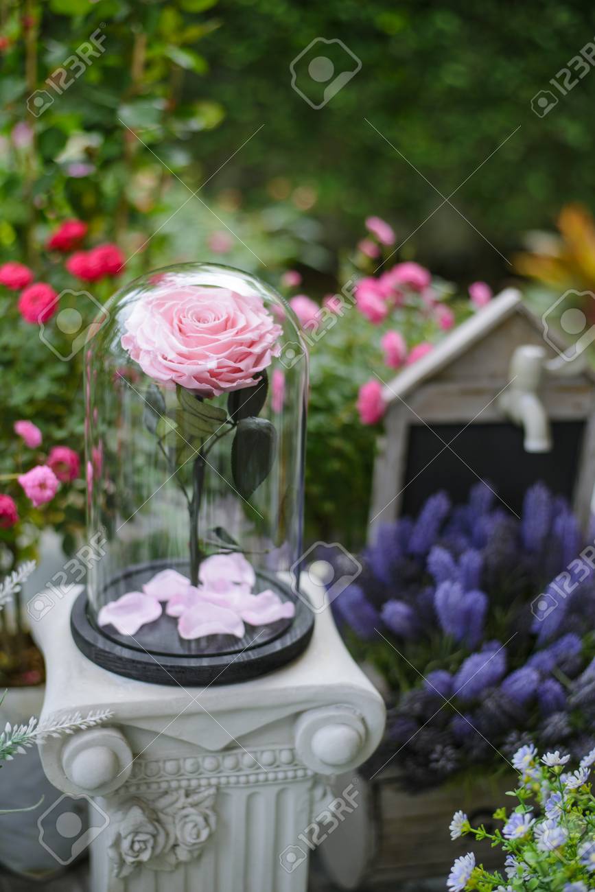 ガラスのドームに裏庭のバラの花 の写真素材 画像素材 Image