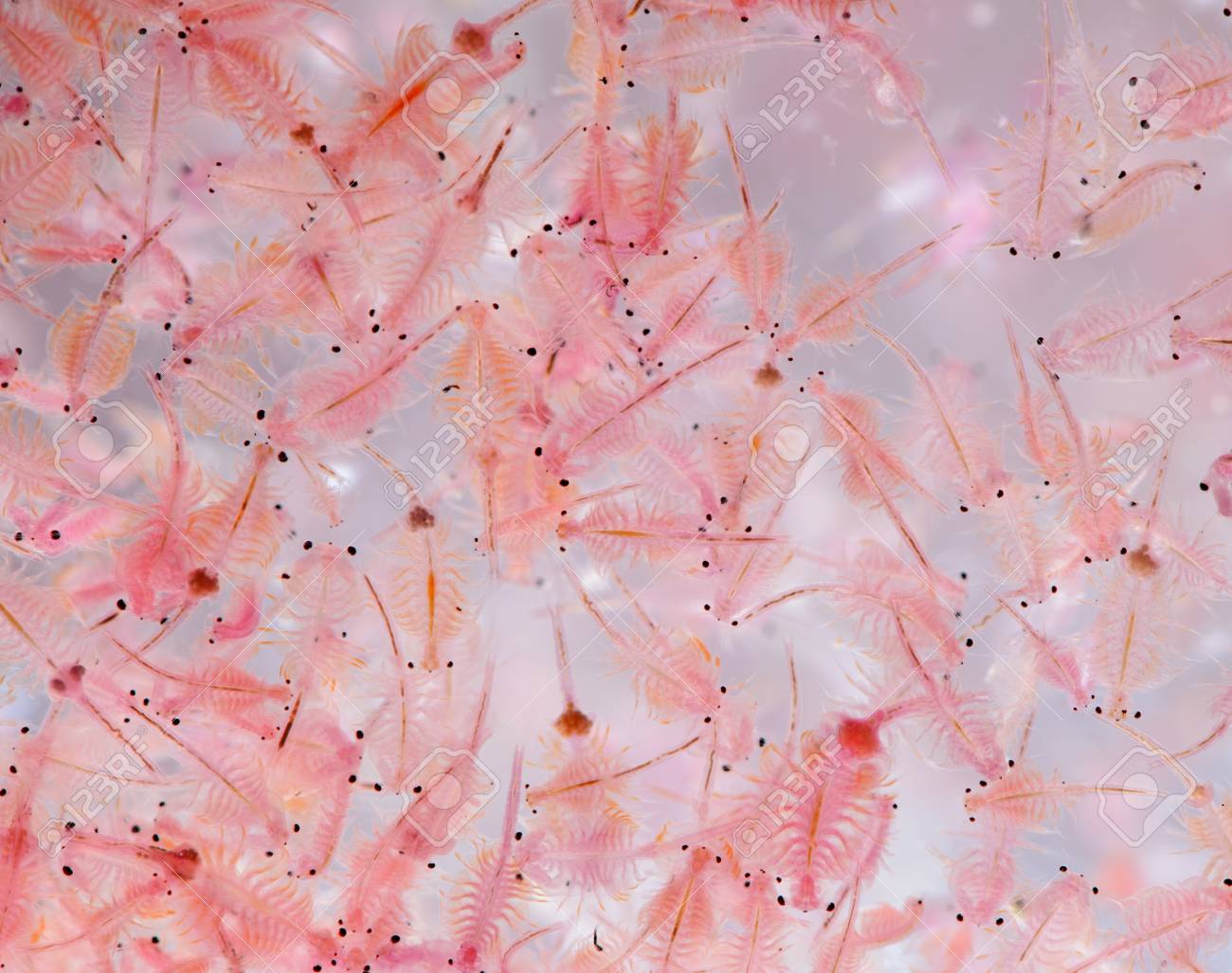 Moina Macrocopa On White Background Stock Photo Picture And Royalty Free Image Image 96476018