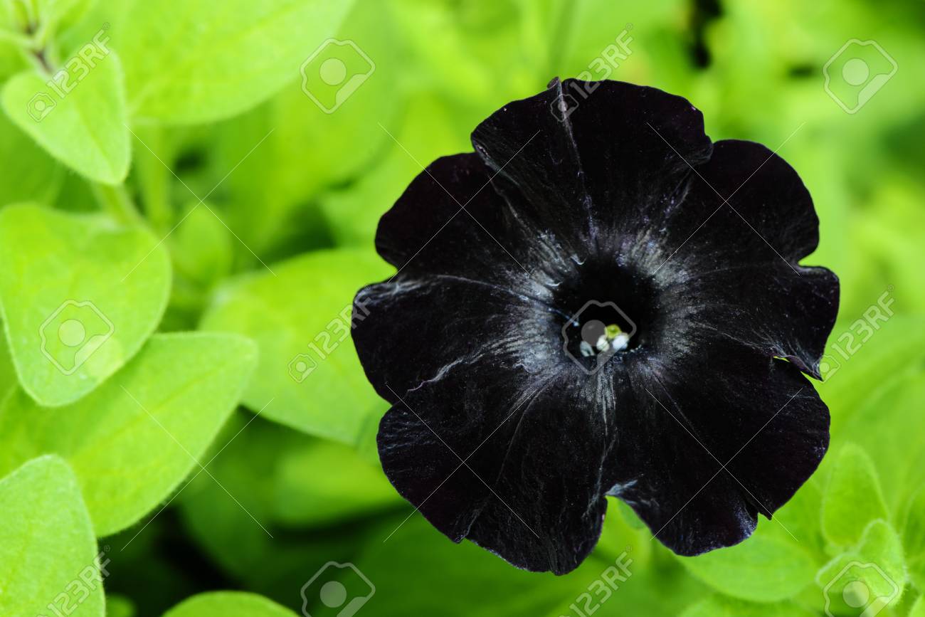 Black Velvet Petunia Flower In Garden 