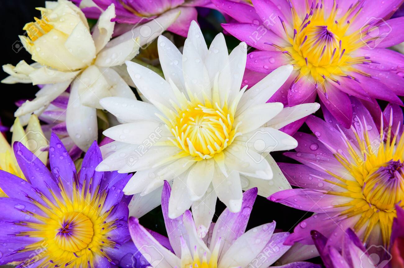 Group Of Lotus Flowers Full Bloom Stock Photo Picture And Royalty Free Image Image