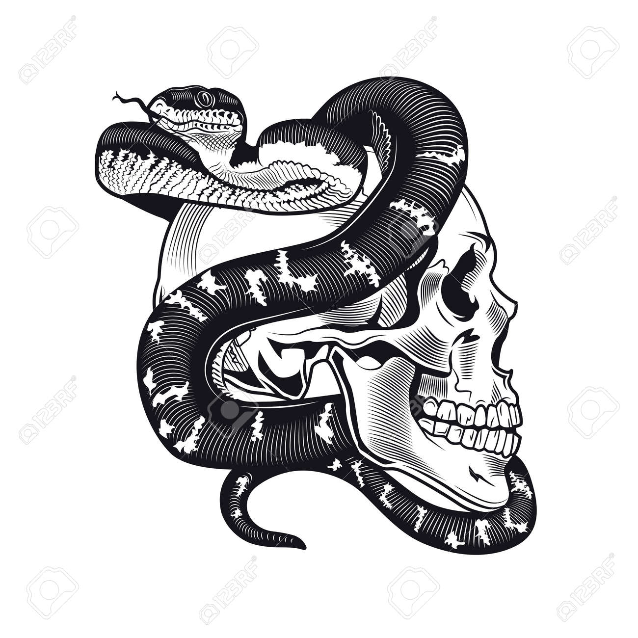Skull With Python Tattoo Design. Monochrome Element With Dead Skeleton Head  And Snake Vector Illustration. Wild Animal Gothic Concept For Symbols And  Labels Templates Royalty Free SVG, Cliparts, Vectors, and Stock  Illustration., image size:1300x1300