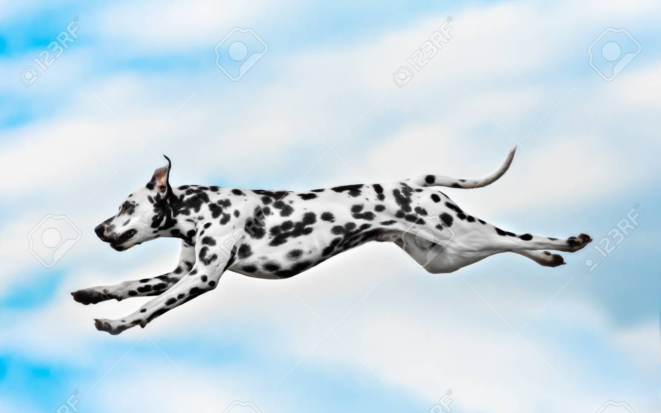 blue merle dalmatian