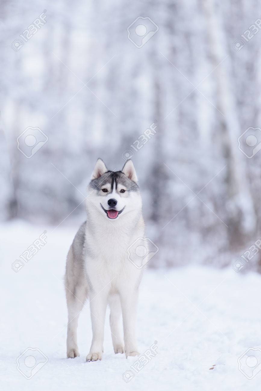 Siberian Husky Dog Gray And White Winter Portrait Stock Photo Picture And Royalty Free Image Image