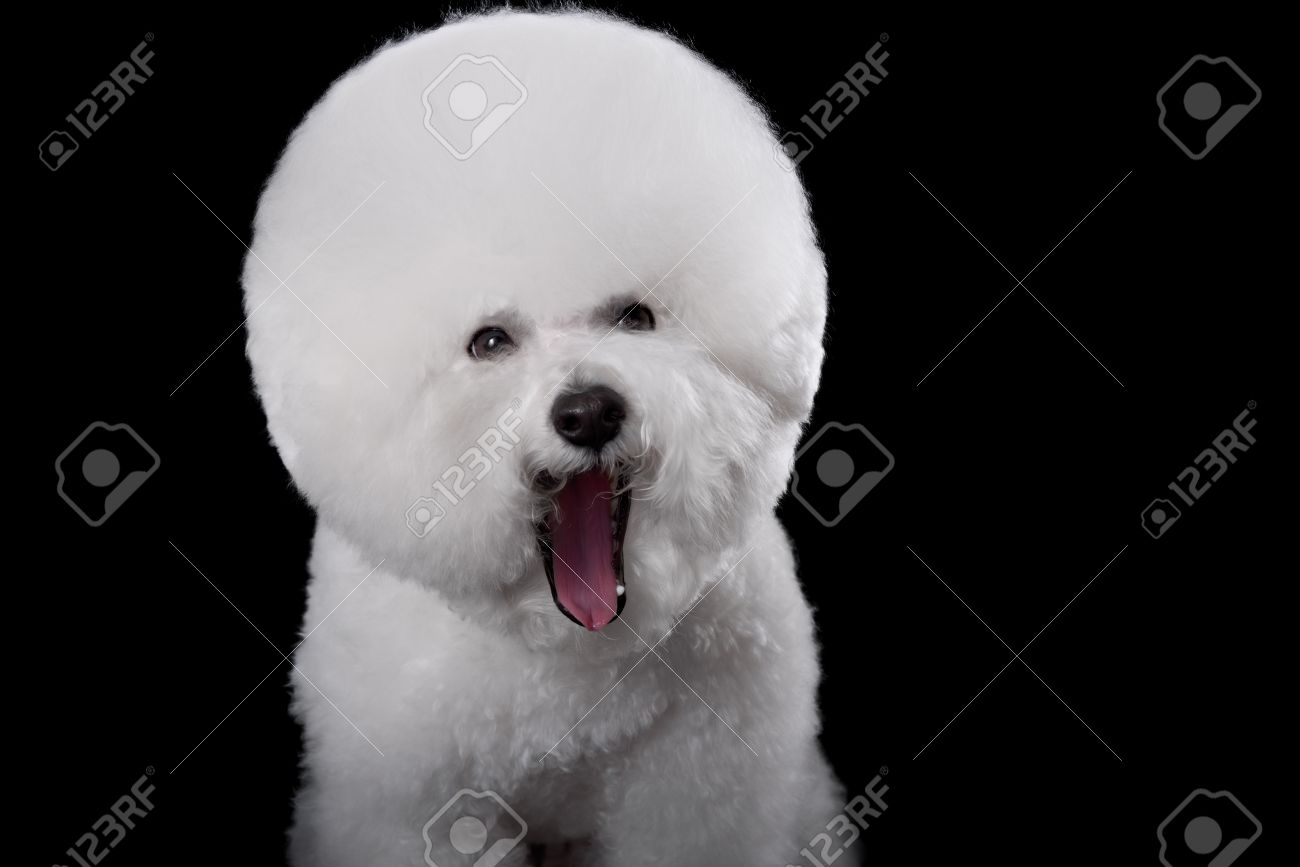 Beautiful Portrait Of A Bichon Frise Dog Breed On A Black Background Stock Photo Picture And Royalty Free Image Image 46416833