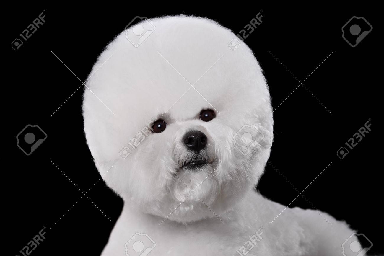 黒の背景にビションフリーゼ犬種の美しい肖像画 の写真素材 画像素材 Image