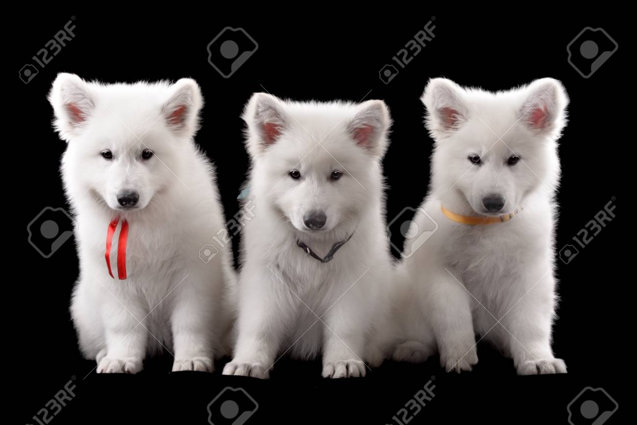 Trois Bebe Berger Suisse Assis Dans Sombre Studio Tourne Banque D Images Et Photos Libres De Droits Image