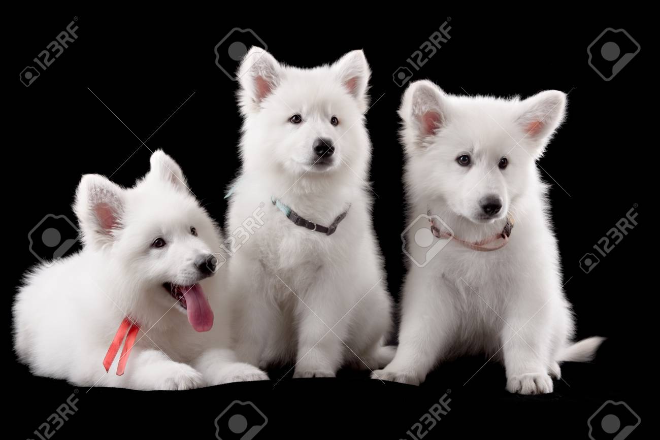 Trois Bebe Berger Suisse Assis Dans Le Noir Tourne En Studio Banque D Images Et Photos Libres De Droits Image