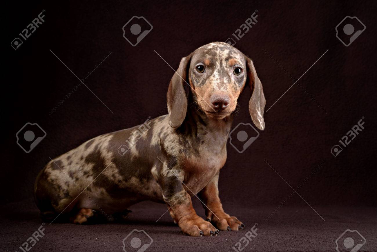 marble sausage dog