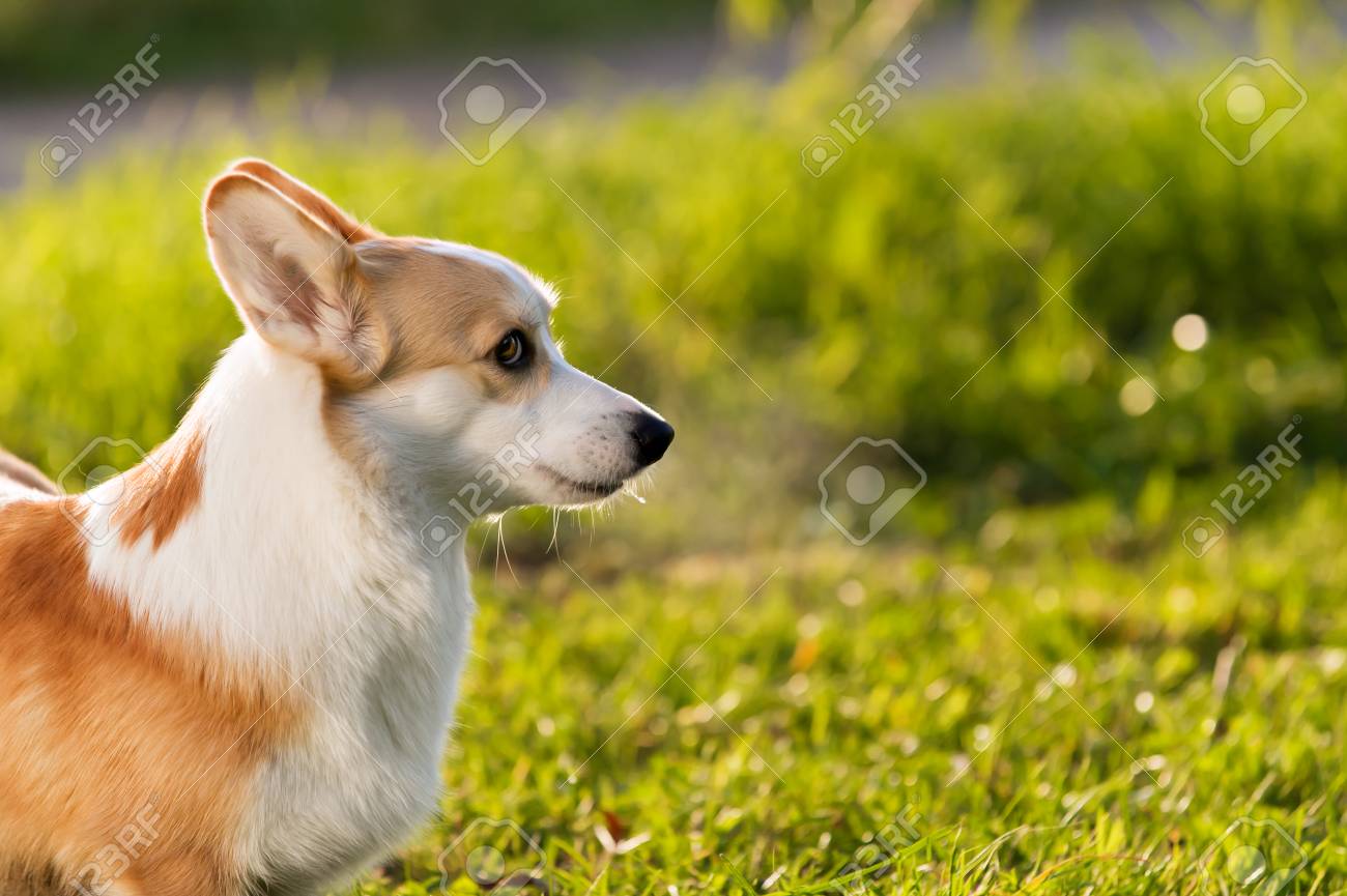 公園でかわいいウェルシュ コーギー ペンブローク犬 の写真素材 画像素材 Image 公園でかわいいウェルシュ コーギー ペンブローク犬 の写真素材 画像素材 Image
