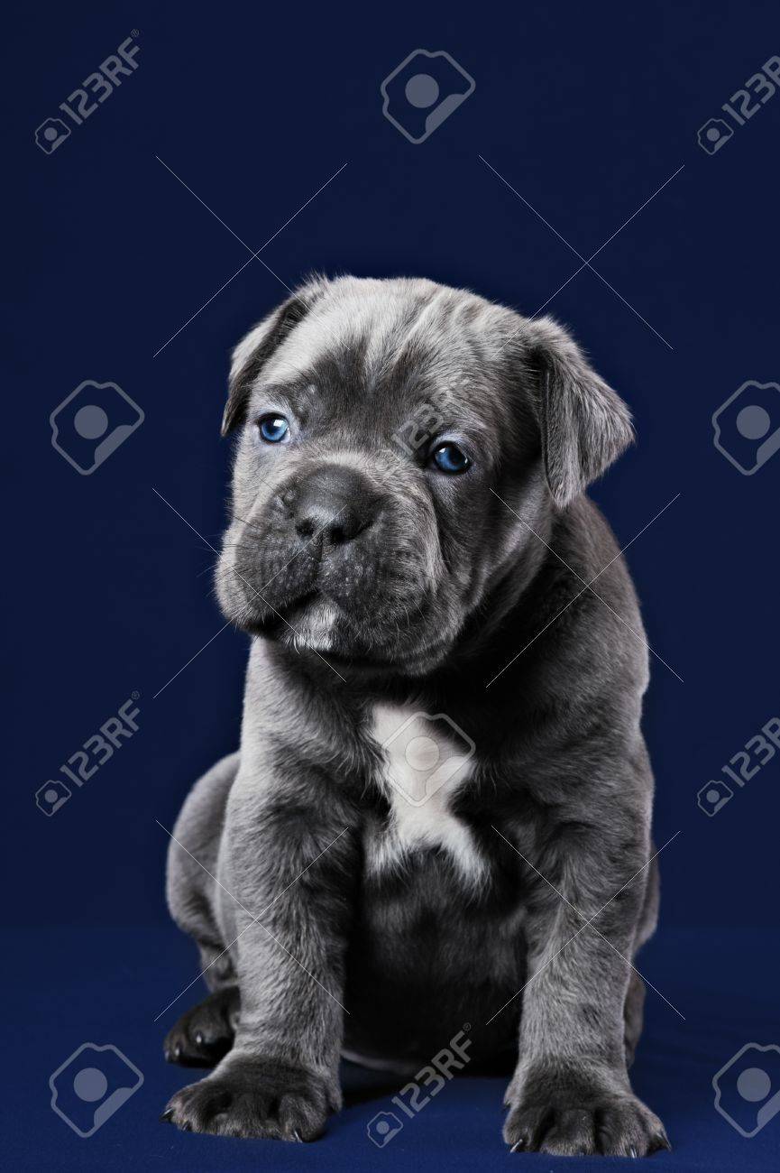 Grey Cane Corso Puppy With Blue Eyes On A Blue Background