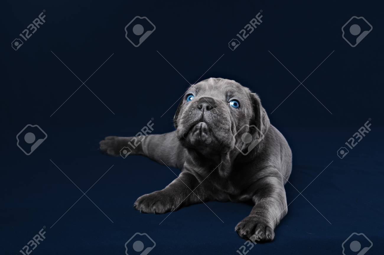 Grey Cane Corso Puppy With Blue Eyes On A Blue Background Stock