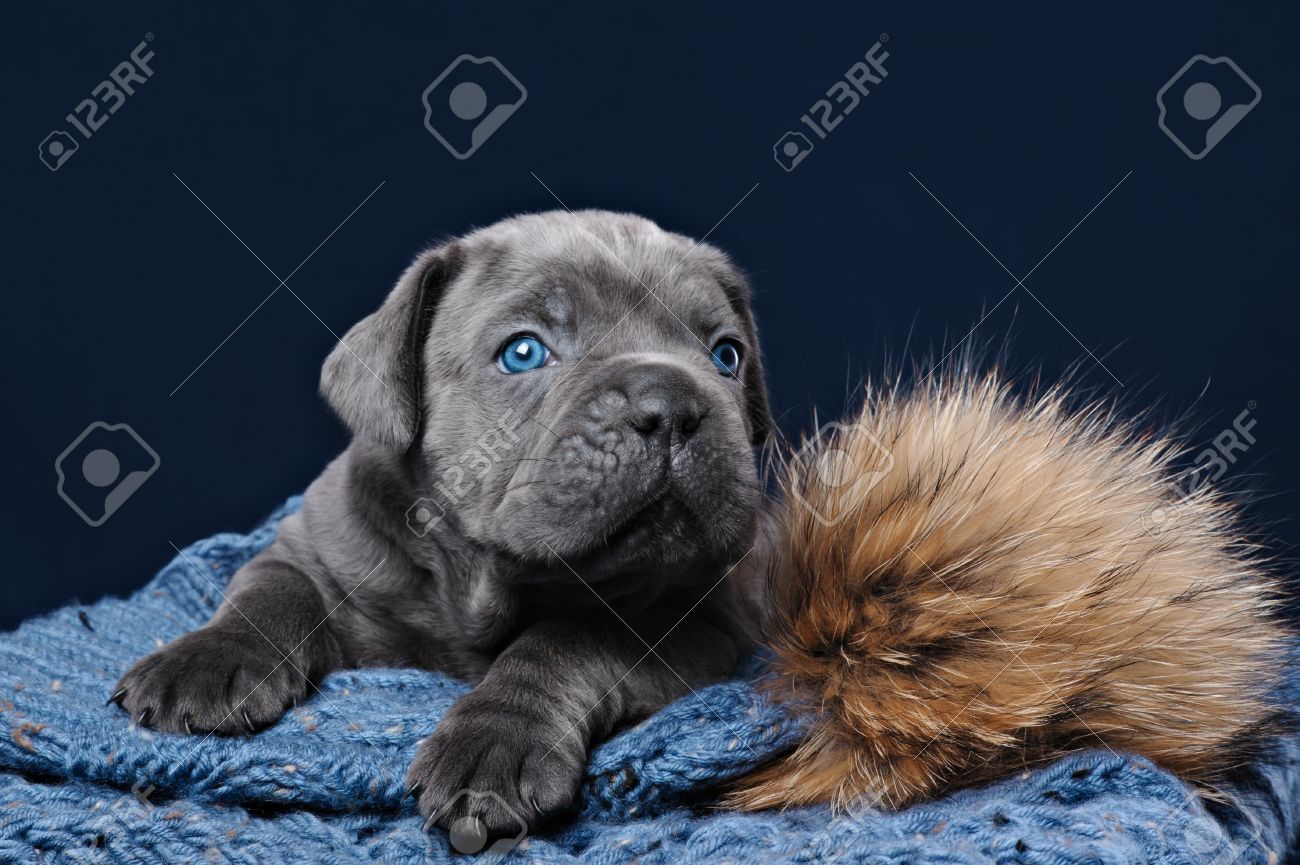 Grey Cane Corso Puppy With Blue Eyes On A Blue Background