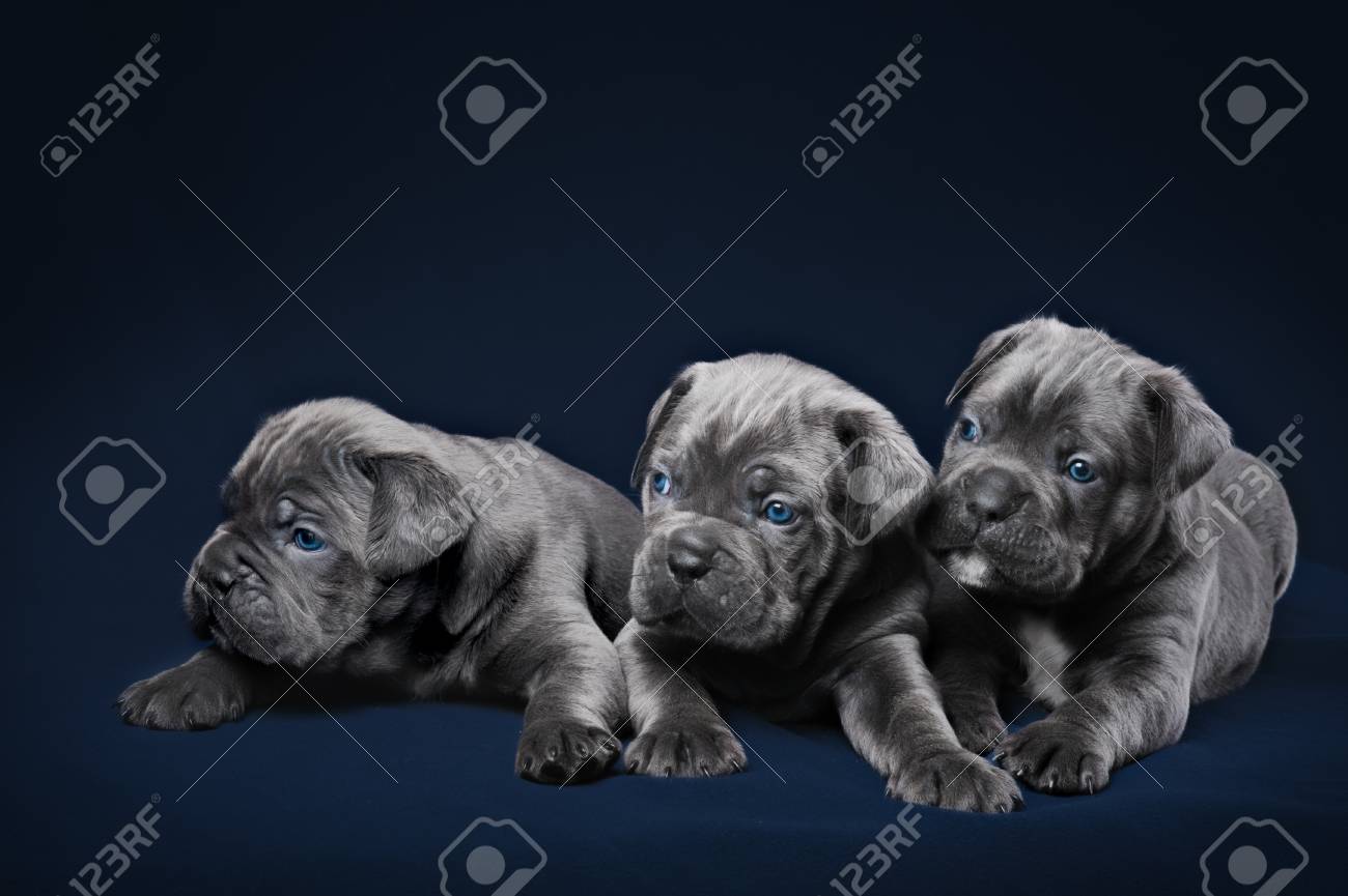 Three Cane Corso Puppy Gray On A Blue Background Stock Photo