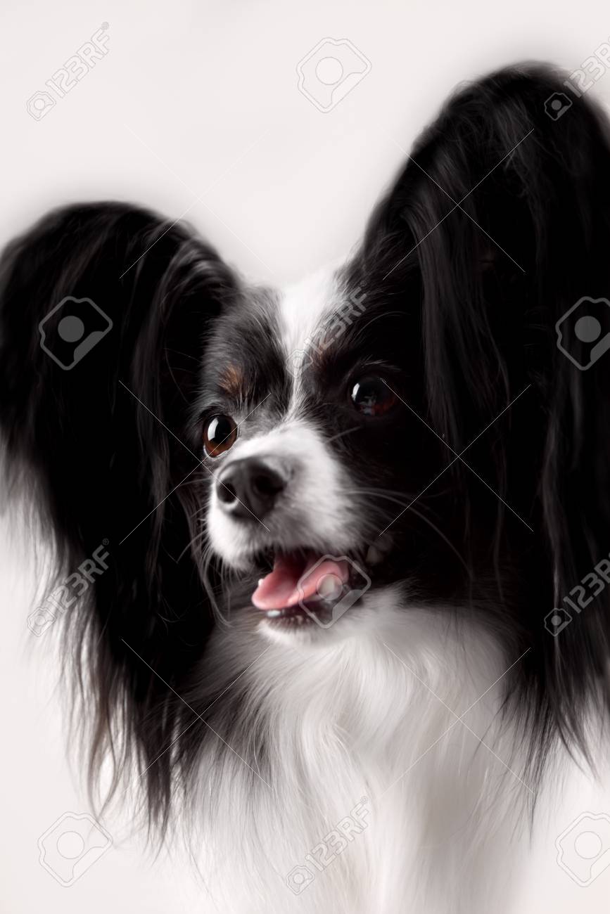 パピヨン犬のショットをすぐに白い背景の上 の写真素材 画像素材 Image