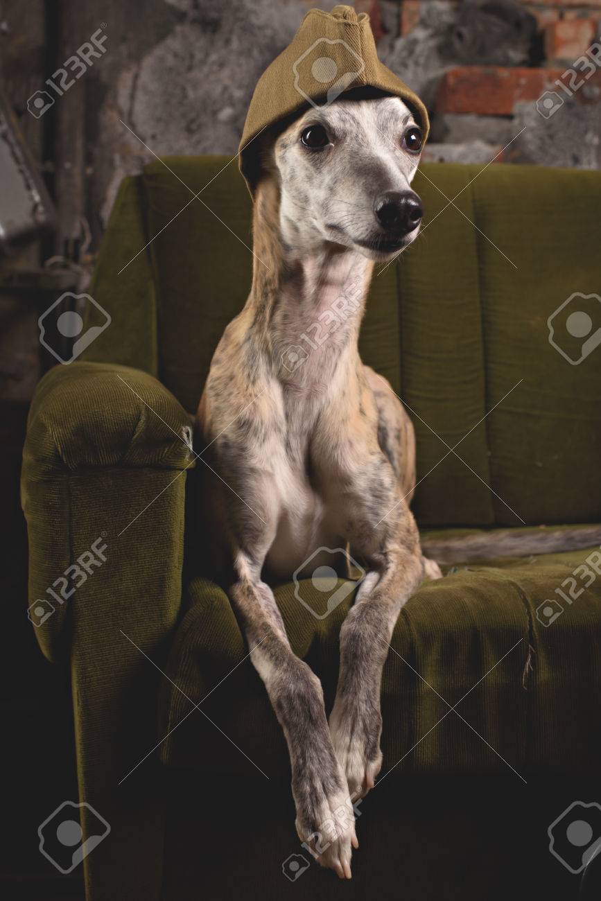 whippet in clothes