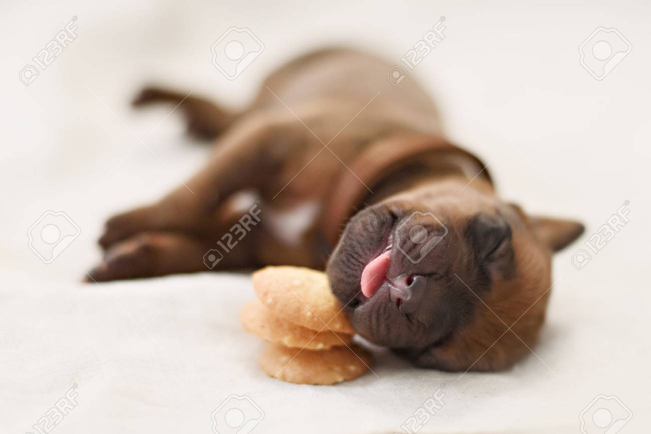 生まれたての子犬クッキー甘い夢の上で眠る の写真素材 画像素材 Image 生まれたての子犬クッキー甘い夢の上で眠る の写真素材 画像素材 Image