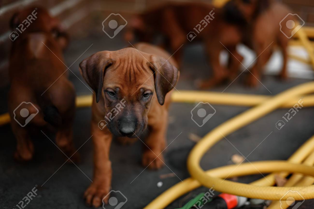 Download Zusammen alt werden lustig Desktop Wallpaper Zusammen Alt Werden Lustig