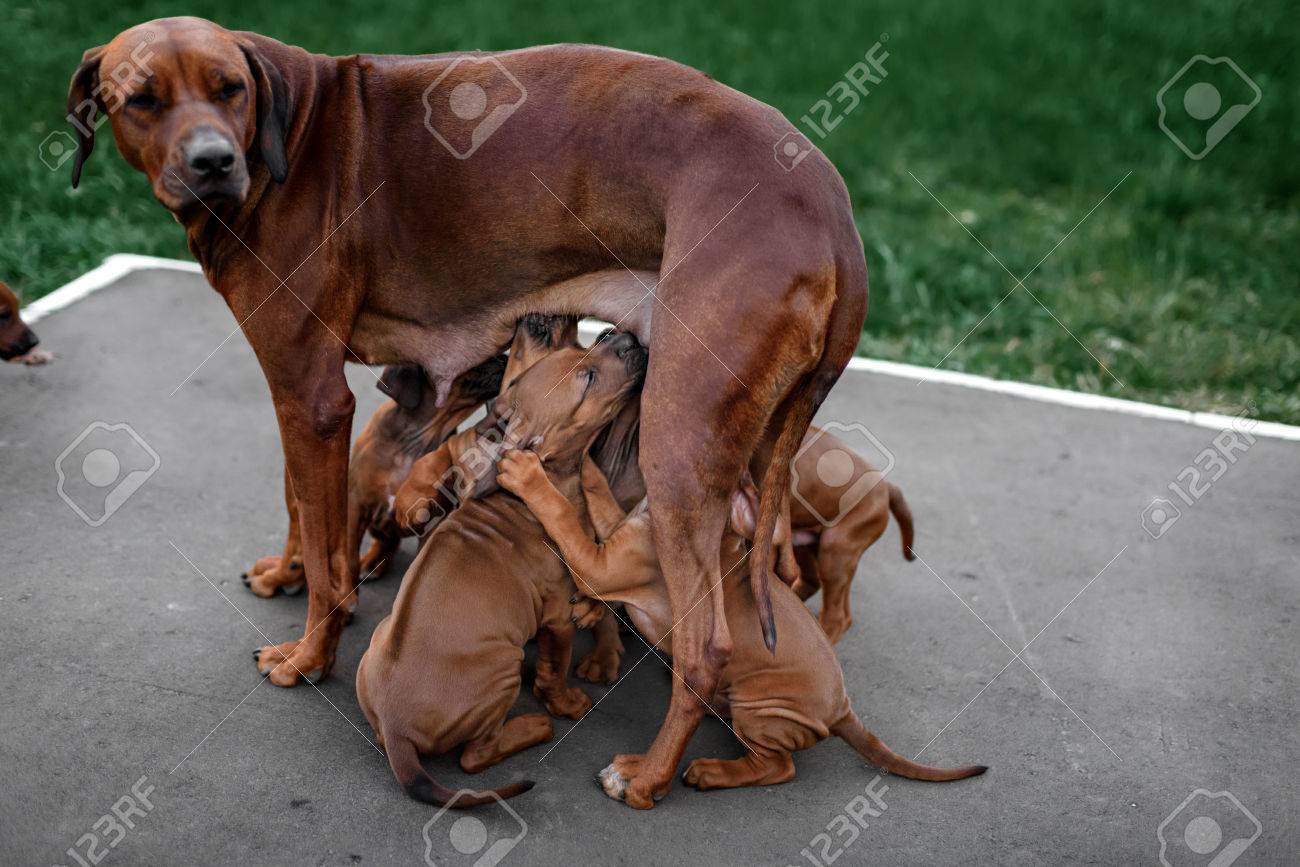 funny rhodesian ridgeback