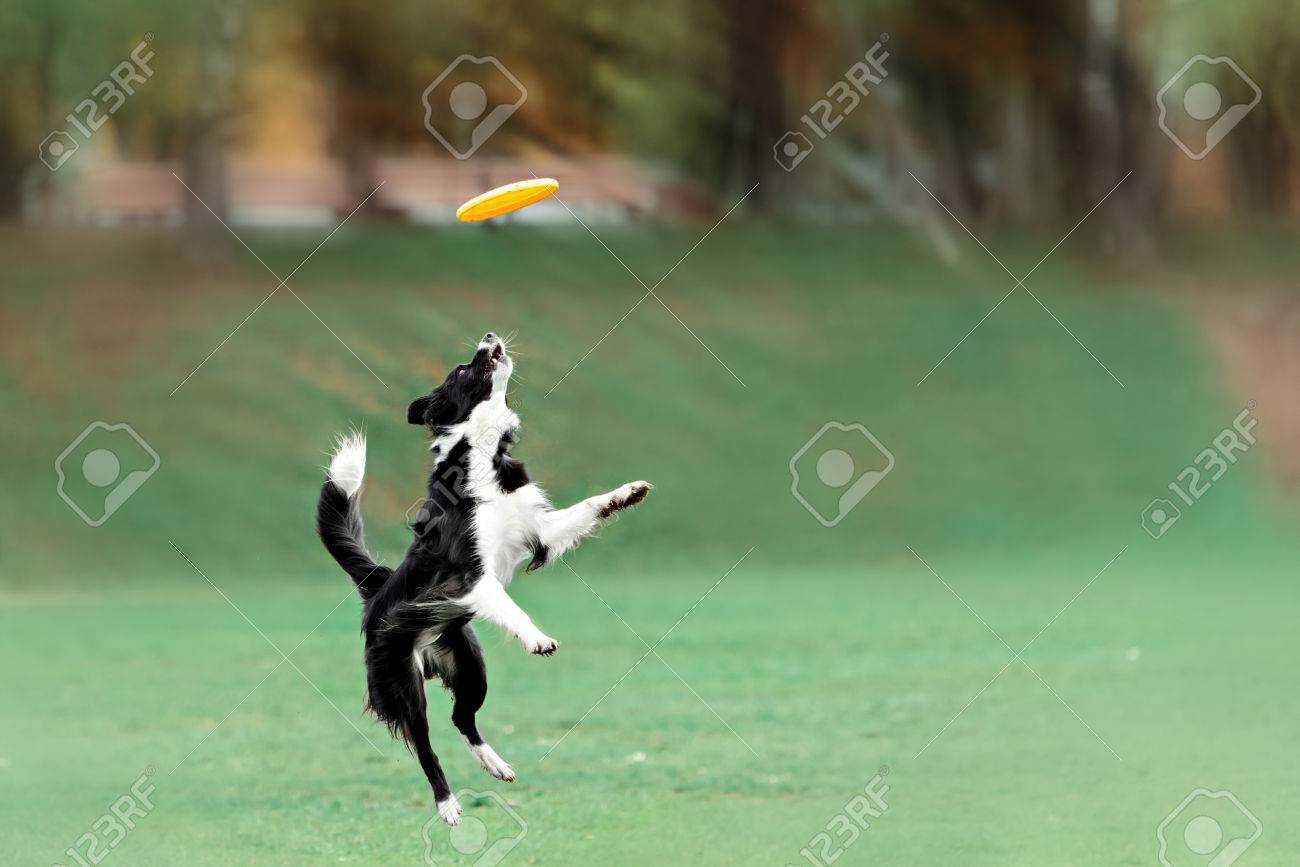 border collie catching frisbee