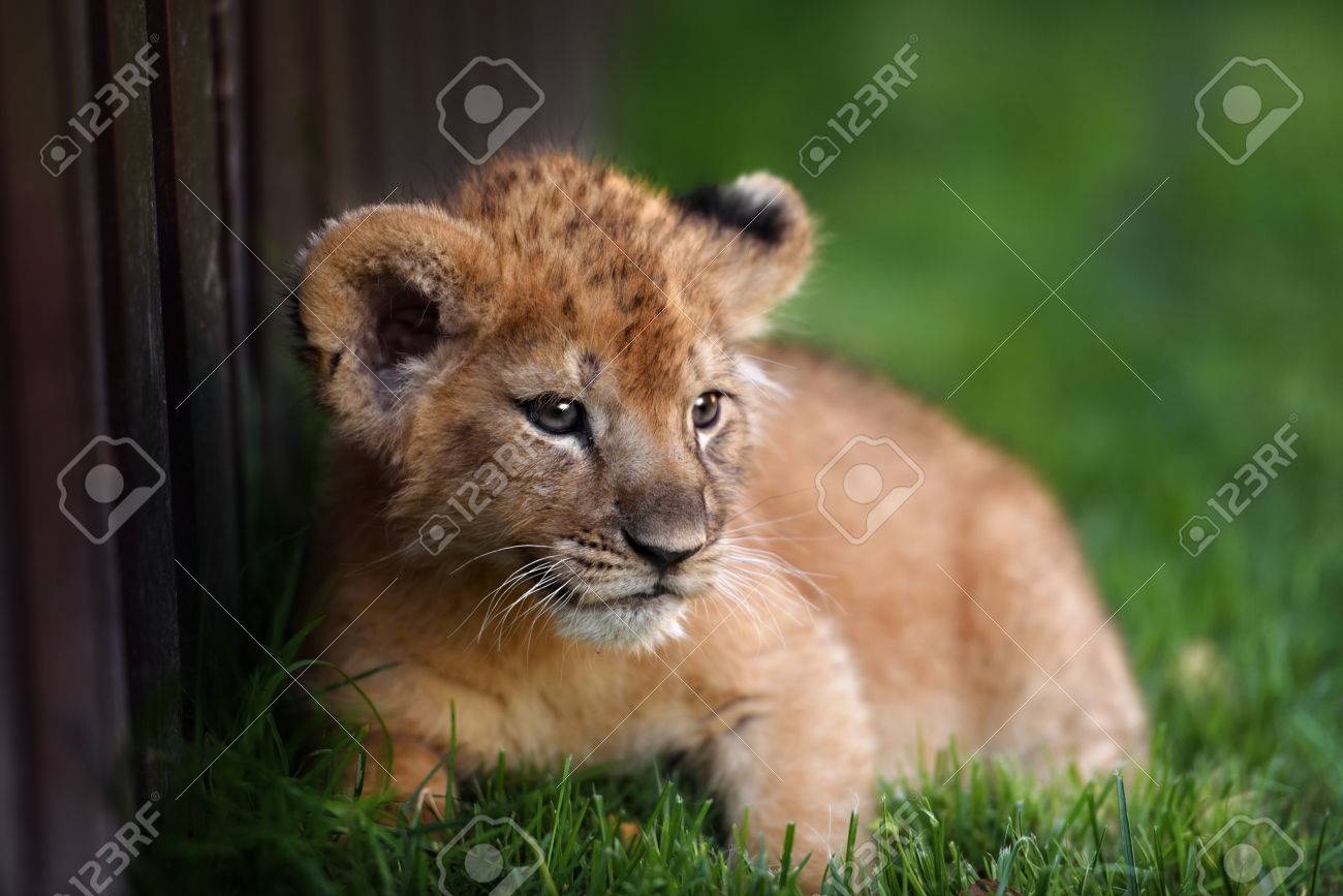 etiam-dictum-ipsum-a-felis