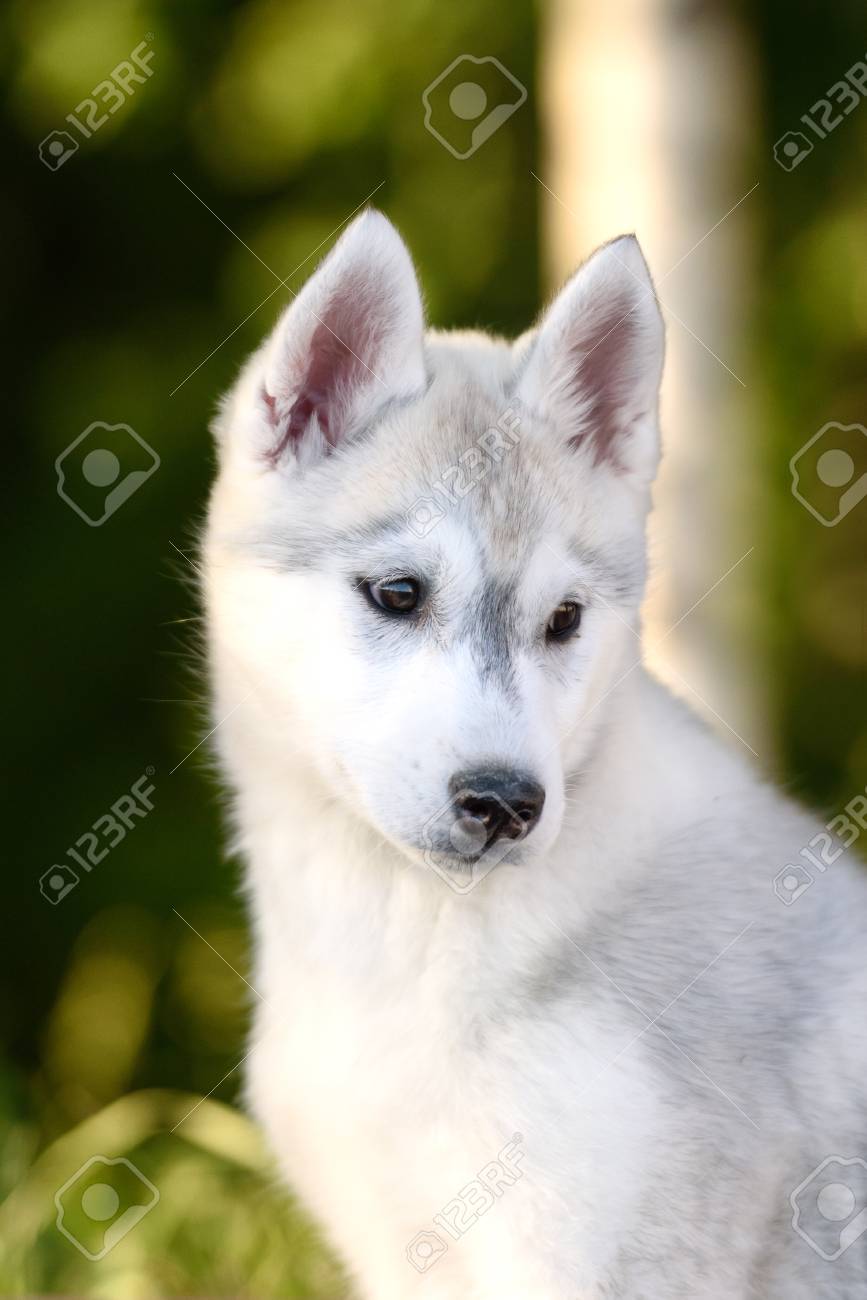 husky cute puppy