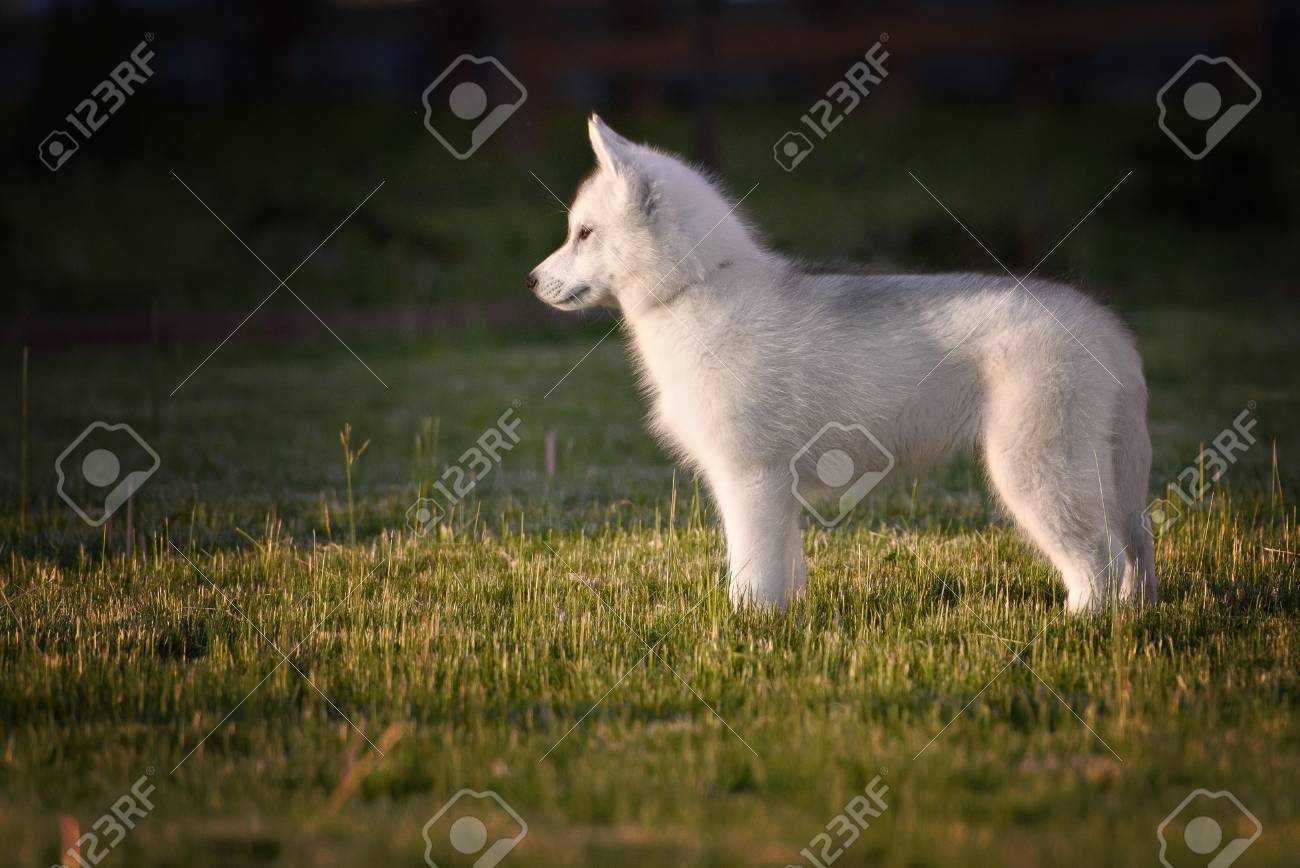 Un Petit Chiot Mignon De Chien Husky Sibérien à Lextérieur