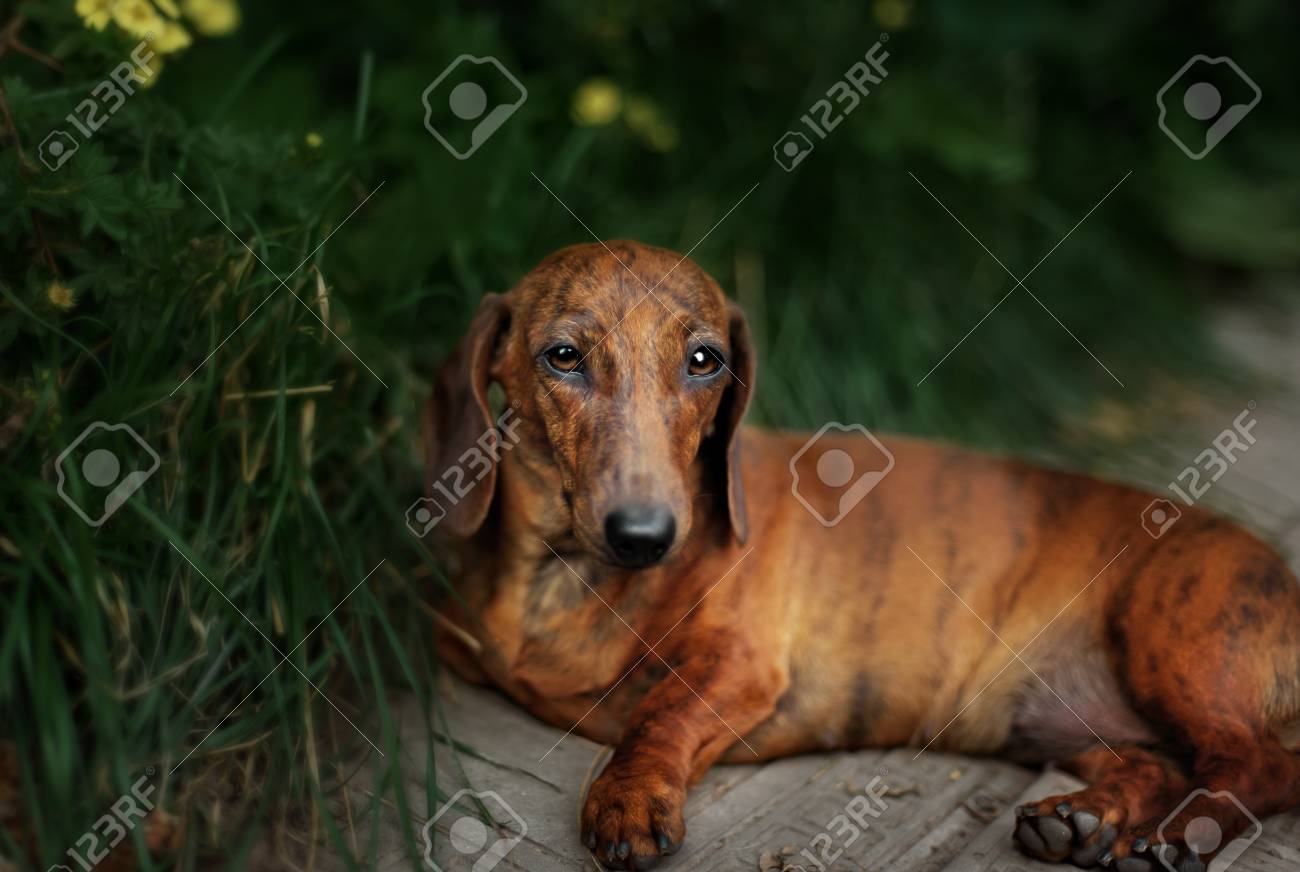 Portrait Of Dog Breed Short Haired Dachshund In Outdoore Stock