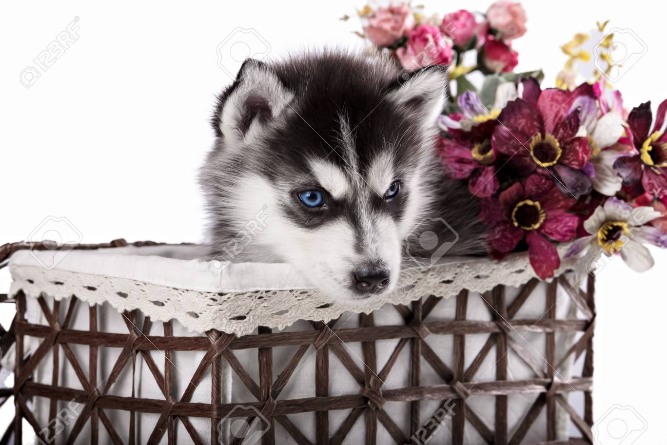 Adorable Chiot Husky Noir Et Blanc Aux Yeux Bleus Studio Shot Isolé Sur Fond Blanc