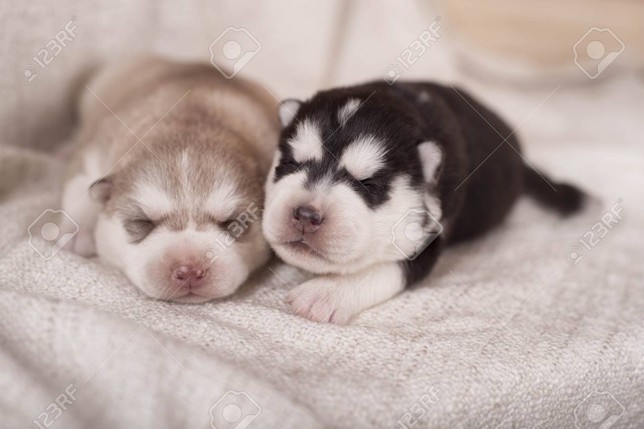 Immagini Stock Carino Husky Neonato Sdraiato Insieme E Dormire I