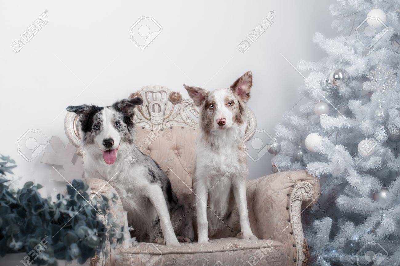 クリスマスの飾りと一緒にスタジオでボーダー コリー犬の品種の 2 匹の犬 の写真素材 画像素材 Image クリスマスの飾りと一緒にスタジオでボーダー コリー犬の品種の 2 匹の犬 の写真素材 画像素材 Image