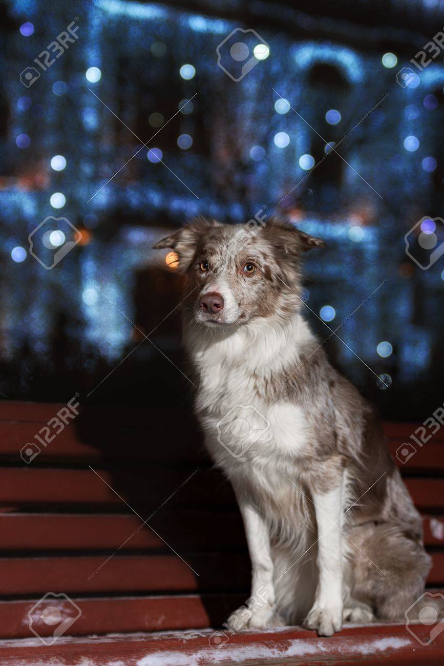 犬種ボーダーコリー屋外色のライトの背景の夜のトリックを実行します の写真素材 画像素材 Image