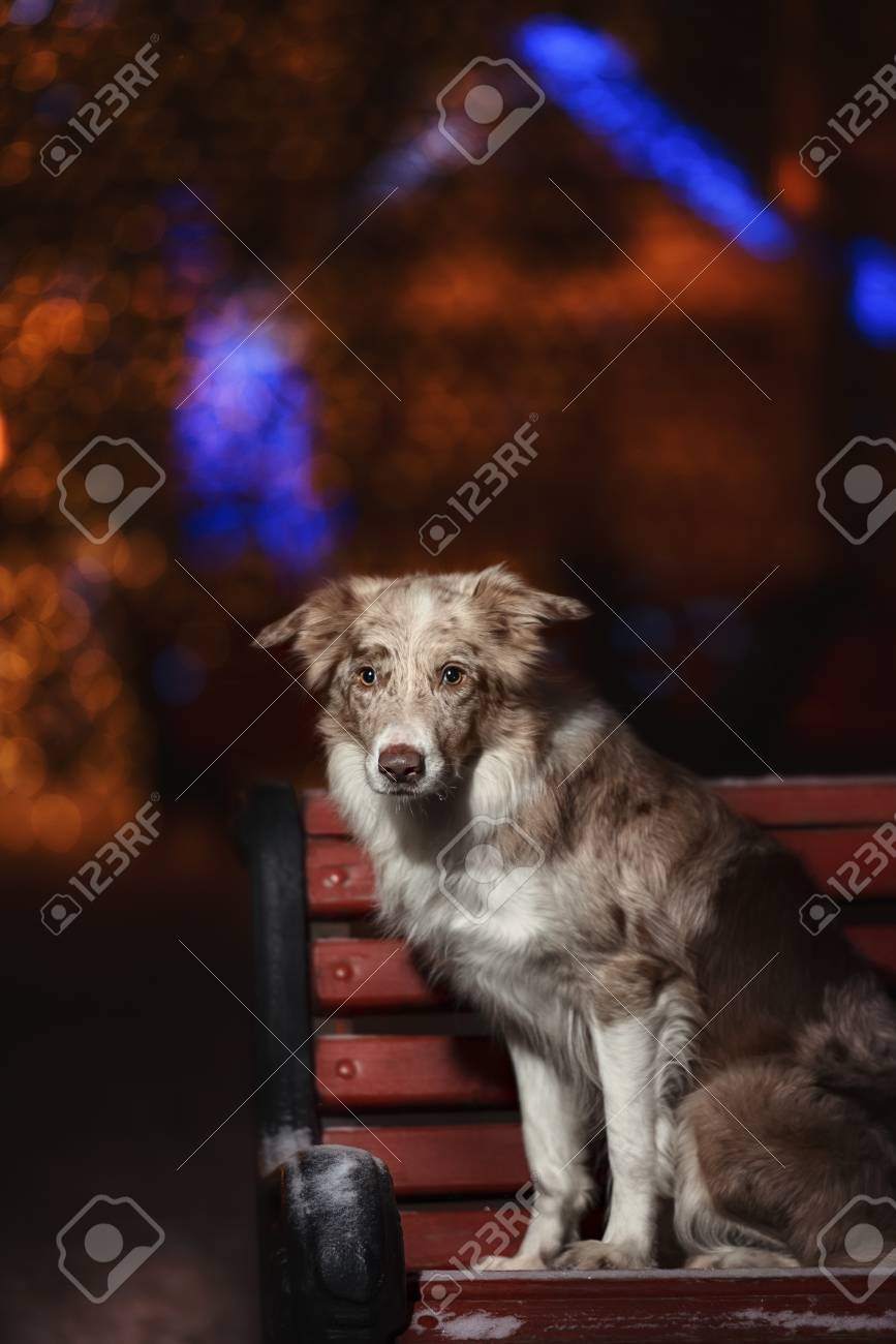 犬種ボーダーコリー屋外色のライトの背景の夜のトリックを実行します の写真素材 画像素材 Image