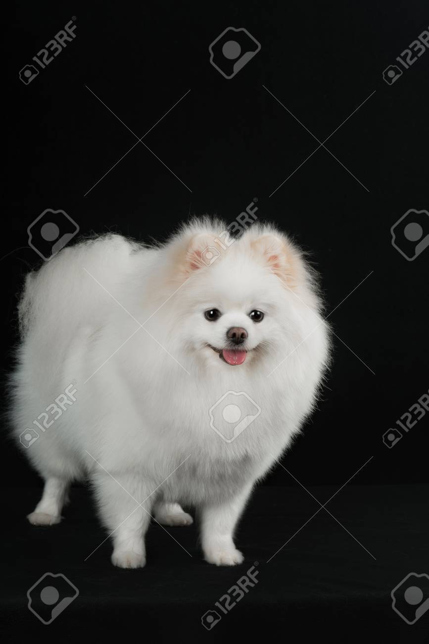 small pomeranian dog