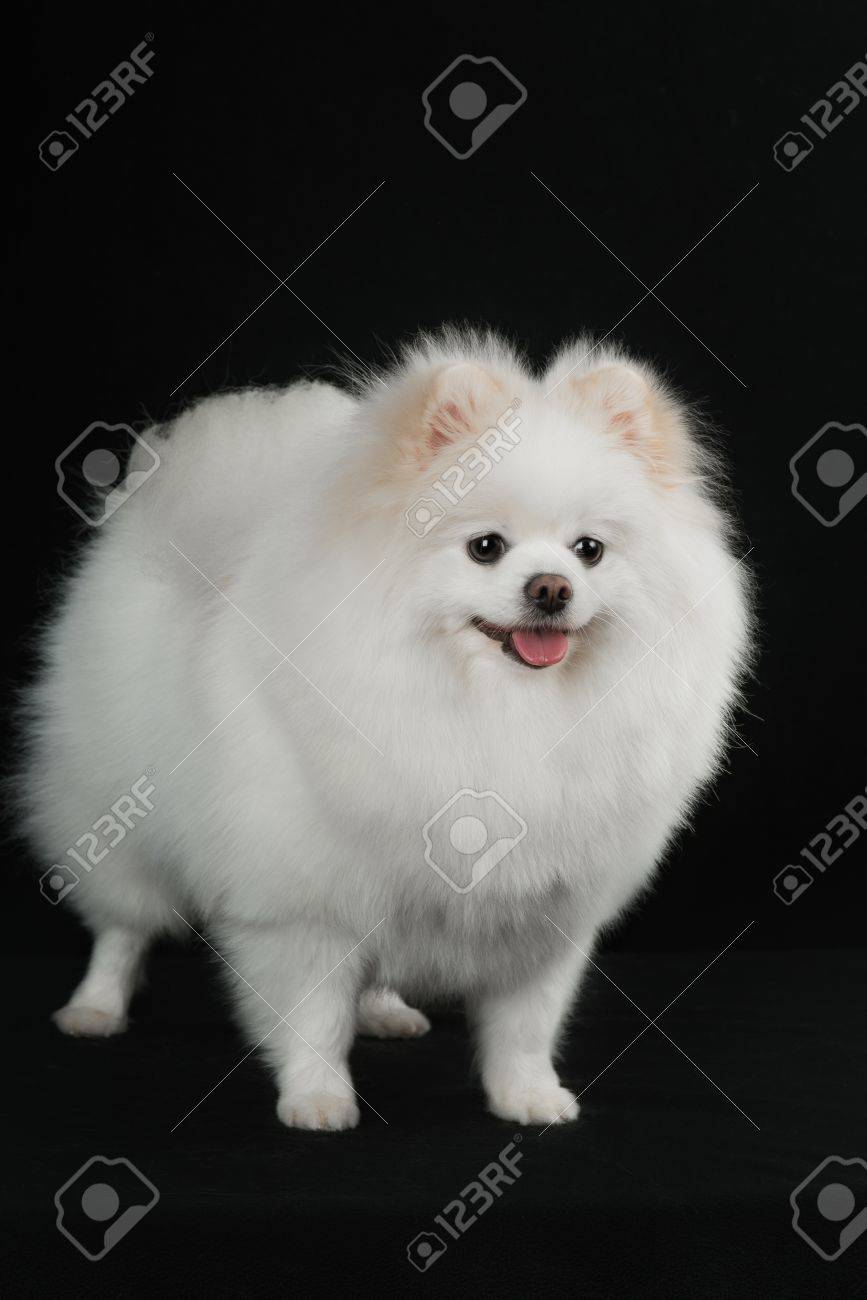 pomeranian dog white and black