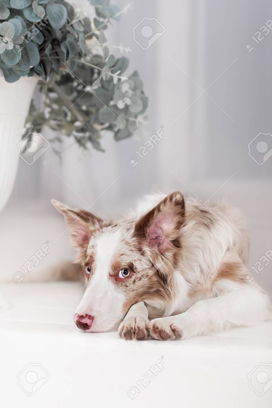 red merle border collie