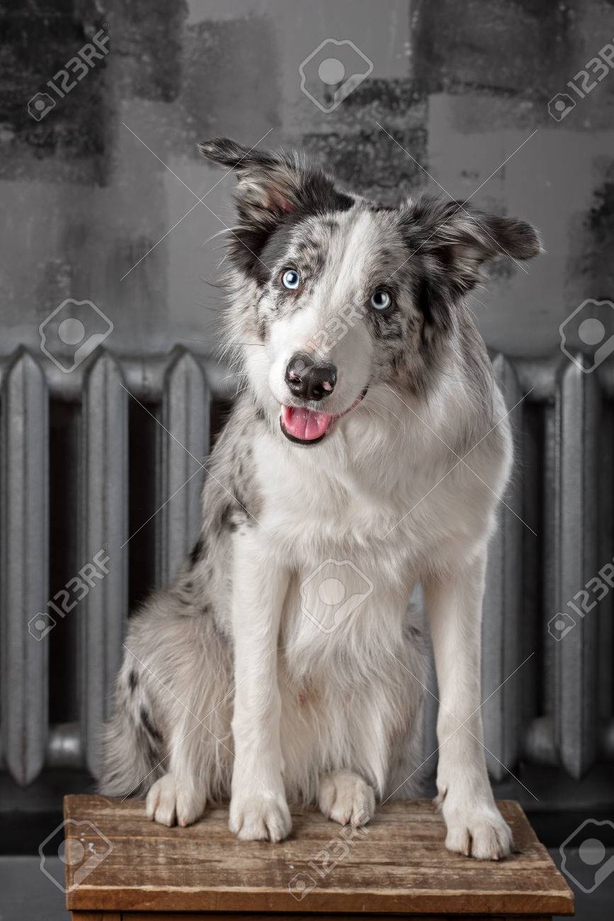 ボーダーコリー犬マール色インター スタジオ の写真素材 画像素材 Image