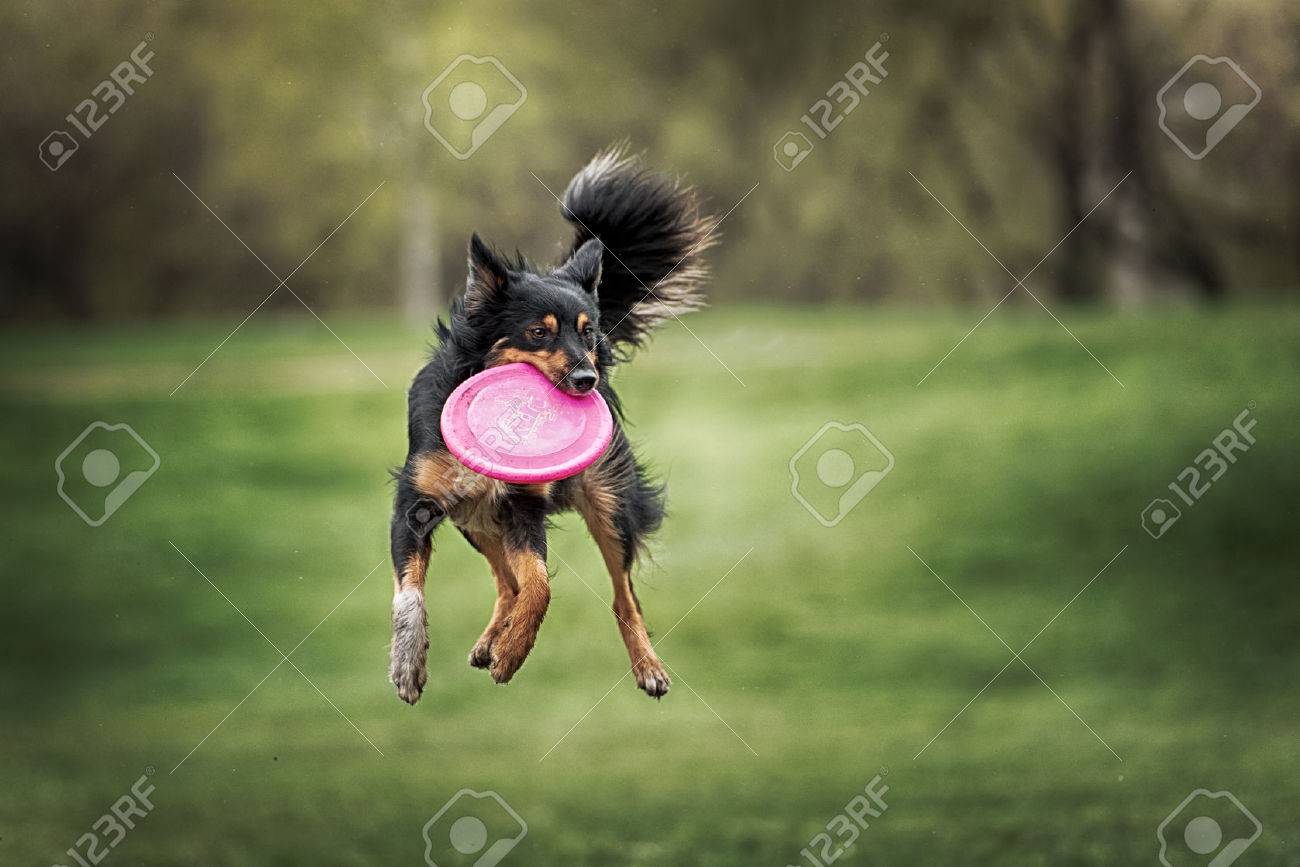 ボーダーコリー犬の夏の日にジャンプでフリスビーをキャッチ の写真素材 画像素材 Image ボーダーコリー犬の夏の日にジャンプでフリスビーをキャッチ の写真素材 画像素材 Image