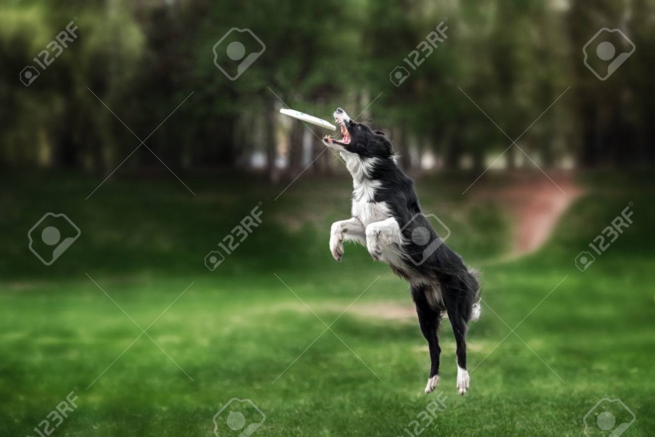 border collie catching frisbee