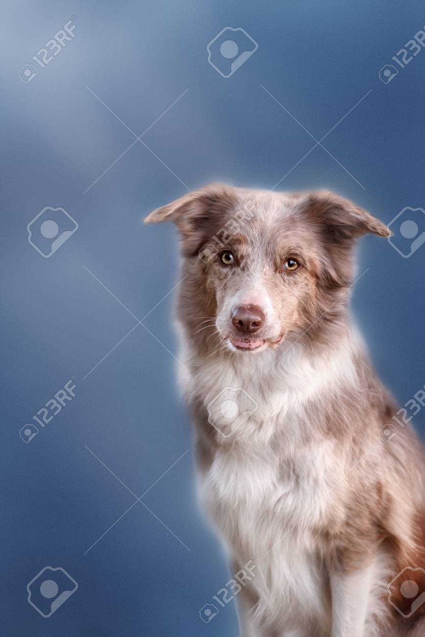 merle colored border collie