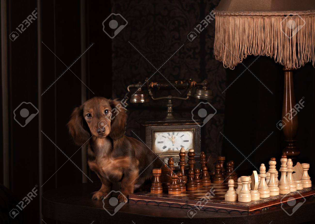 Beau Chien De Teckel à Poil Long De Race Pure Regardant La Caméra Mise Au Point Sélective Sur Le Nez Image Carrée