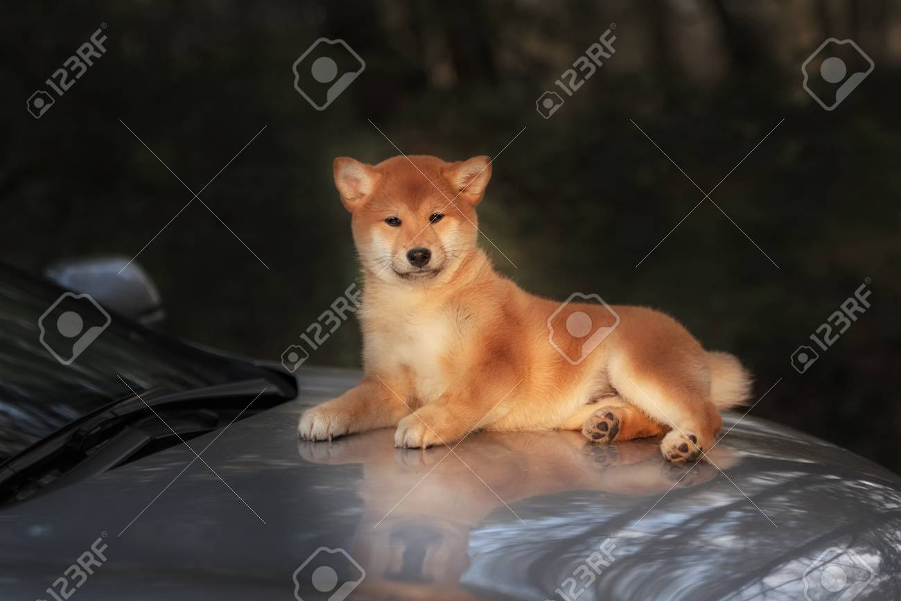 Beautiful Young Red Shiba Inu Puppy Dog On Car In Outdoor