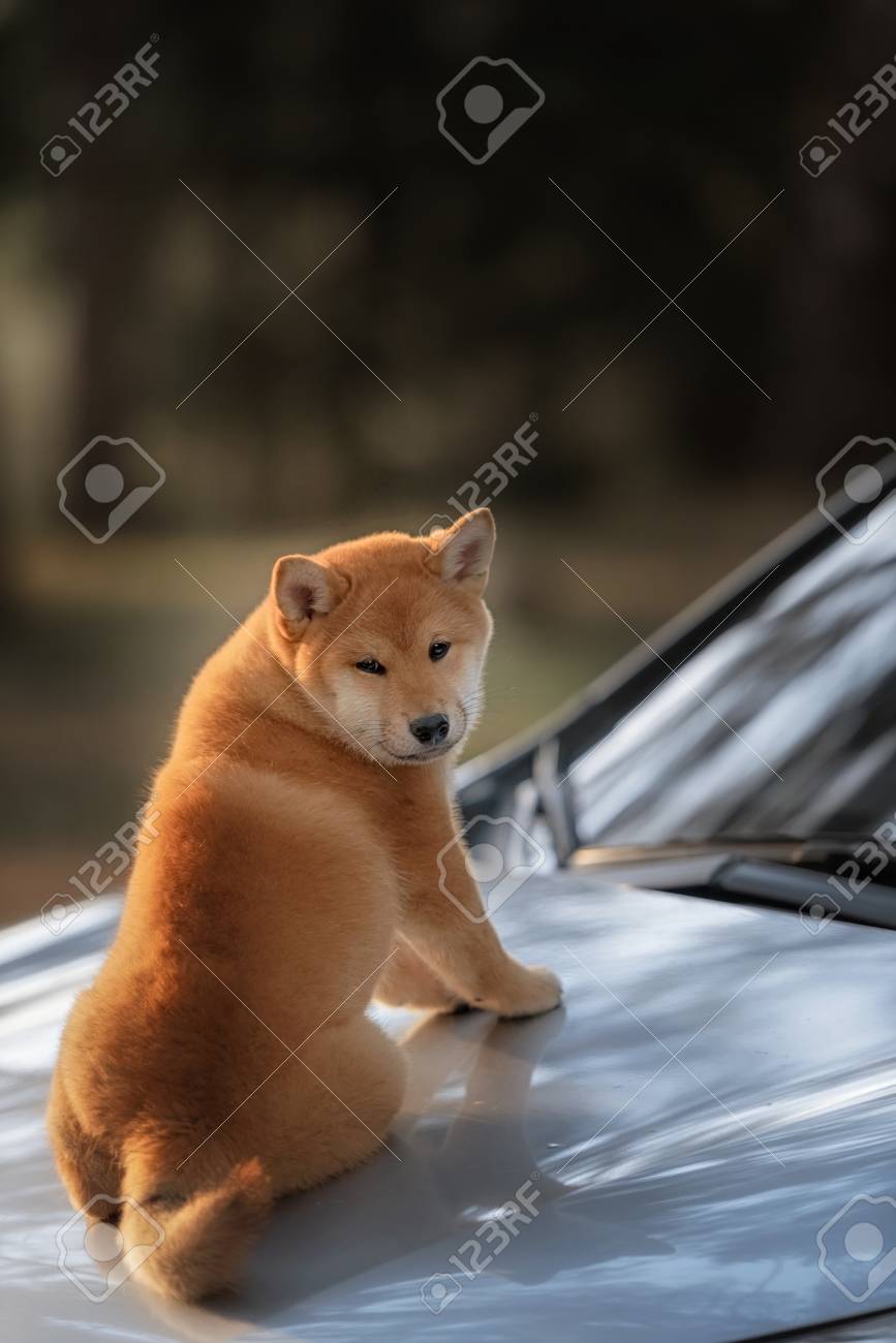 Beutiful Shiba Inu Dog On A Car In Outdoor