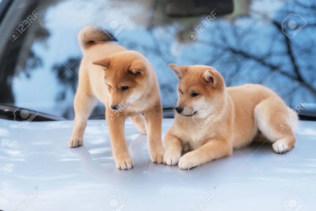Two Beutiful Shiba Inu Dog On A Car In Outdoor